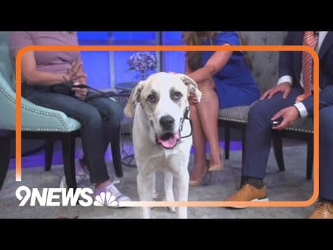 Petline9: Meet Moose