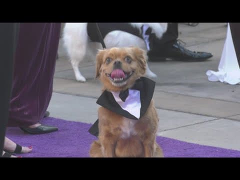 The 37th Fur Ball Celebration - San Diego Humane Society