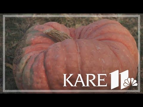 'Ugly' pumpkins popular purchase at Minnesota farm