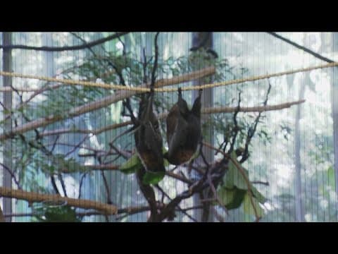 Zoo Day | Inside the Bat house at San Diego Zoo Safari Park
