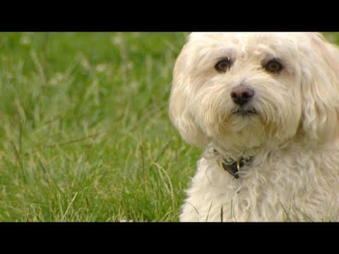 Grand Jury report slams San Diego's leash law enforcement