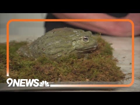 Denver Zoo shows off toads live on 9NEWS Mornings