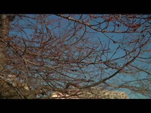 Cherry blossoms reach stage 1: Green buds