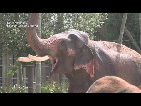 Houston Zoo elephant celebrates 60th birthday