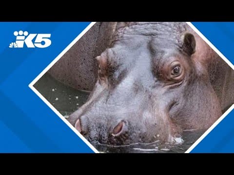 Woodland Park Zoo's only hippo is moving to a new home this month