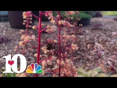 'Project Milkweed': TDOT offering free native Milkweed seeds to support pollinator populations