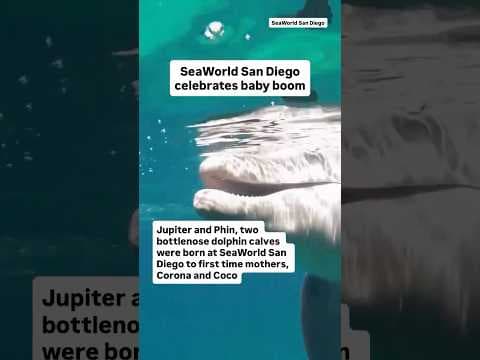 From penguin chicks to shark pups, SeaWorld San Diego celebrates baby boom