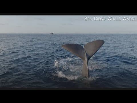 Another pair of sperm whales spotted off San Diego coast