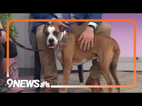 Senior Boxer is good with kids and loves to snuggle