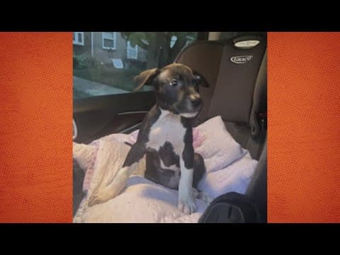 Police issue warning after another puppy stolen in DC