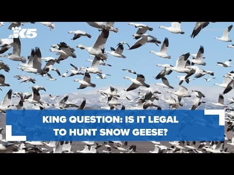 KING Question: Is it legal to hunt migrating snow geese in Skagit Valley?