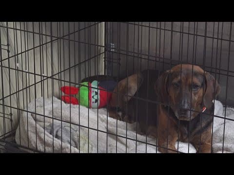 'Save This Life' microchip company closes suddenly, leaving numerous pets with unregistered chips