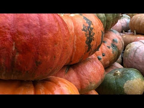 2022 Circleville Pumpkin Show underway