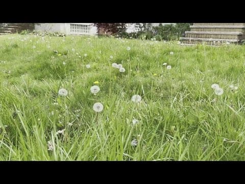 Critics say 'No Mow May' has good intentions, but doesn't work well for most places