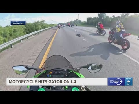 Florida motorcyclist crashes into alligator on I-4, flips over handlebars