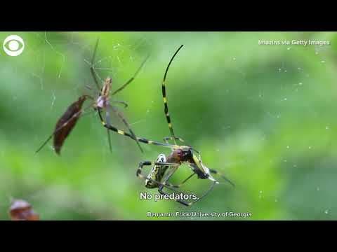 Joro spider population will grow in the US, scientists say