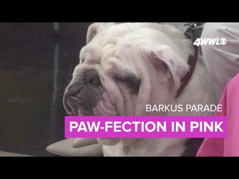 Barkus gets Barbie-fied -- it's paw-fection in pink!
