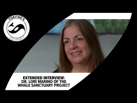 Tokitae's Journey: Interview with Whale Sanctuary Project founder Dr. Lori Marino