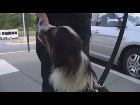 Woman may face felony charges over Loudoun County dog deaths