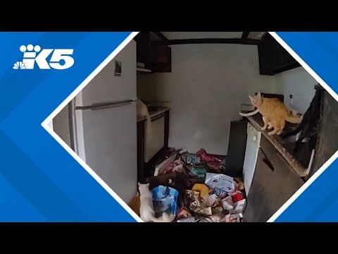 Rescue efforts underway for more than 100 cats abandoned in 'biohazardous apartment' in Federal Way
