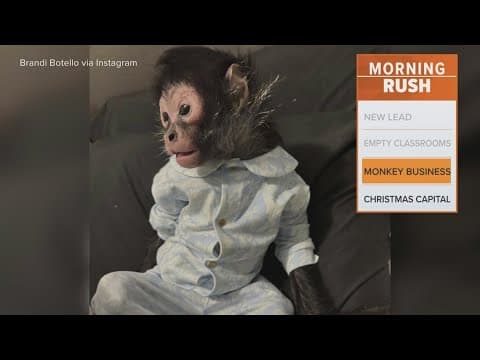 Confiscated monkey Jorgie Boy is to be returned to his owner, police say