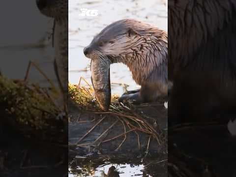 River otter drags child under water in Bremerton