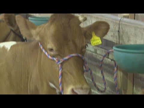 Bird flu found in beef from a sickened dairy cow