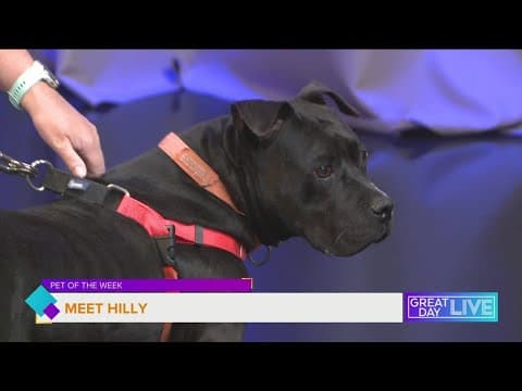 Pet of the Week: Meet Hilly
