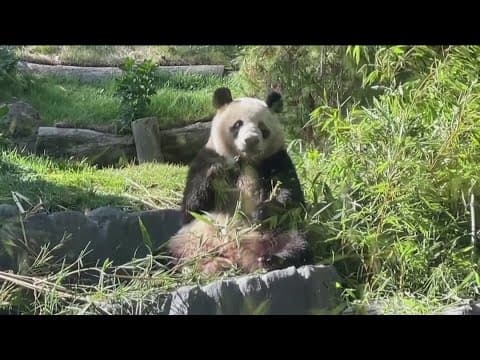 It's a panda party at the San Diego Zoo!