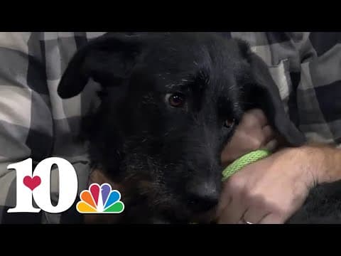 Meet our Pet of the Week: Sadie