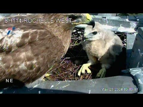 Hawk nest still intact after severe thunderstorms batter North Texas