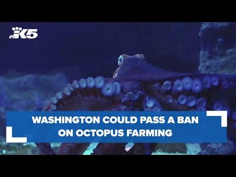 Washington could pass a ban on octopus farming