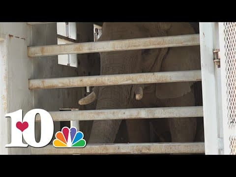Zoo Knoxville elephants preparing for move to Hohenwald