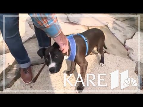 Ruff Start Rescue offers tips to help your pet with separation anxiety