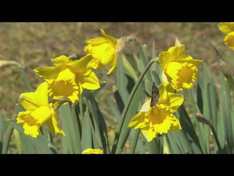 A sea of yellow | U-Pick daffodil patch in Julian offers a beautiful day in the country