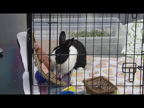 Gifted a bunny this Easter? Here are essential tips for first-time rabbit owners