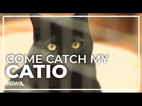 NE Portland woman creates penthouse for her cats that is part of the 10th annual Catio Tour