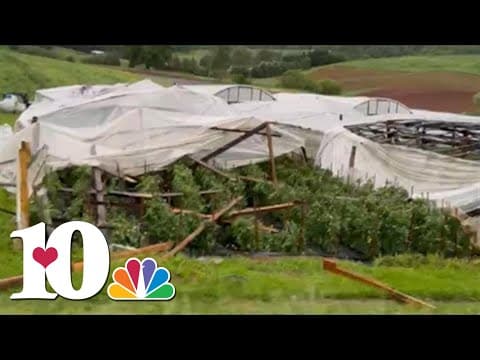 Grainger County tomato farmer loses crops after strong storms rip into greenhouses