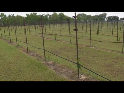 Texas heat, drought impacting Texas vineyards