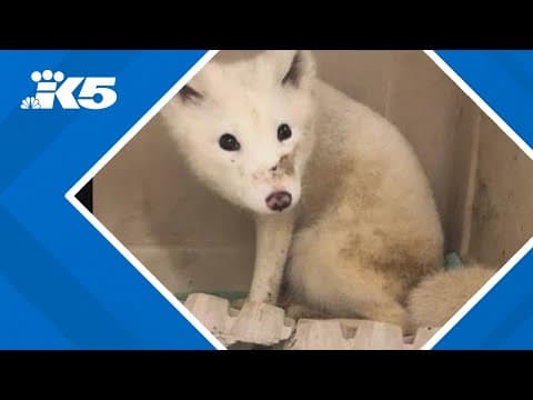 Portland wildlife center caring for arctic fox found at park