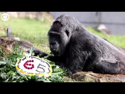 World's oldest gorilla celebrates 65th birthday