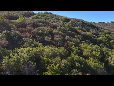 Abundant rain in San Diego County sparks wildfire concerns