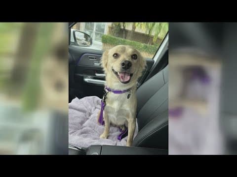 Champagne from Rovers Retreat needs a home!