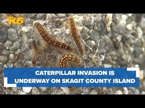 'I have never seen anything like this': Caterpillar invasion is underway on Skagit County island