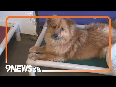 Itchy Pet Awareness Month