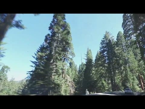 New proposed protections for national forests