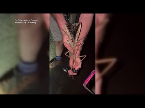 Heaviest stick bug species found in Australia