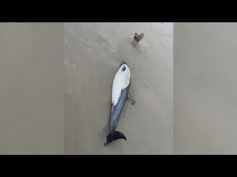 Dead dolphin washes ashore in Mission Beach
