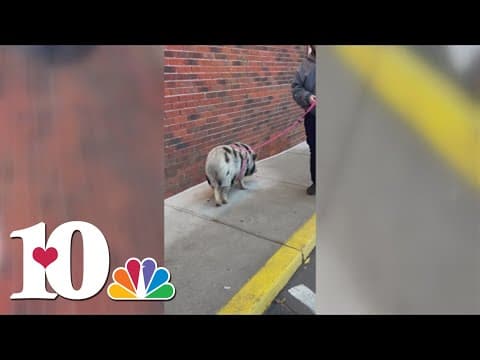 Loose pig found and captured in North Knoxville
