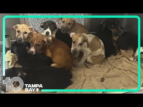 9 puppies need foster homes in Tampa Bay area